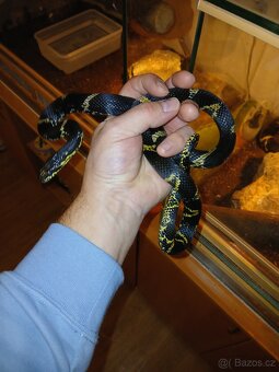 Užovka amurská - 3