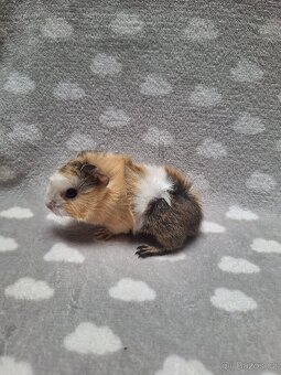 Morče, morčátko, morčata, rozeta - 3