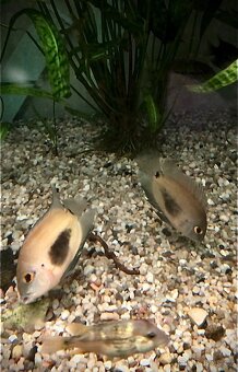 Prodej akvarijních ryb - 3