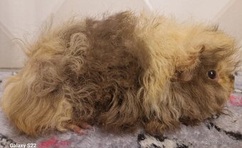 Morčata s PP- samičky - 3