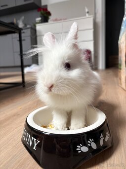 Zakrslý králíček - 3