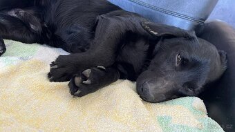 Pejsek Harryček - 3