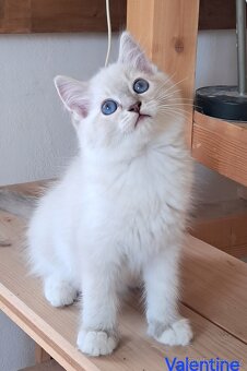 Koťátka ragdoll s PP - 3