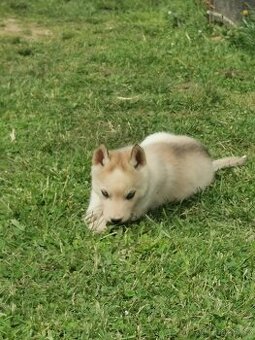 Sibiřský Husky - štěňátka - 3