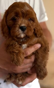 Cavapoo - 3