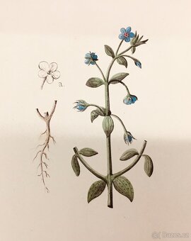 90 originalnich maleb rostlin z roku 1900 - 3