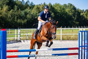 Prodám 5 l, Old. valach - 3