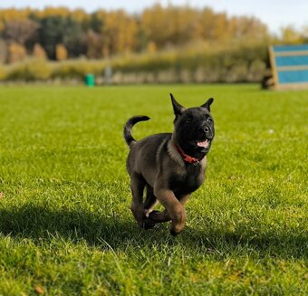 Belgický ovčák malinois s pp - 3
