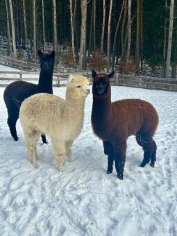 Lama Alpaka samičky - 3