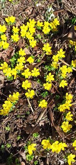 Jarní směs rostlin. - 3