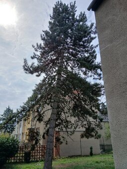 Kácení stromů - 3