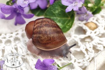 Africký šnek / megapets.eu / Archachatina ventricosa Snails - 3