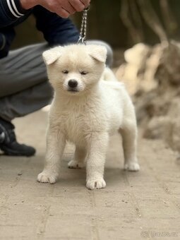 Akita Inu s průkazem původu - 3