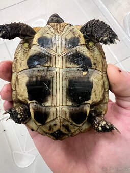 Testudo Hermanni - 3