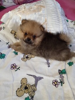 POMERANIAN - 3