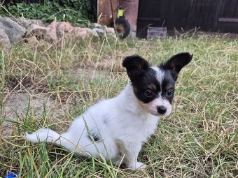 Papillon s PP - 3