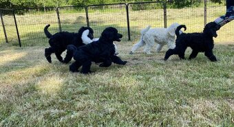 Pudl královský, pudl velký královský - 3