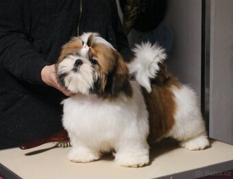 Štěňátka Shih-tzu s PP(shi-tzu, shihtzu) - 3