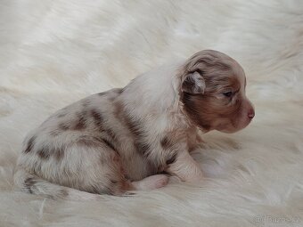 Australský ovčák s PP -  fenečky k rezervaci - 3