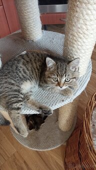 Britská kočička  s PP - 3