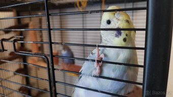 Andulka vlnkovana s kleci - 3