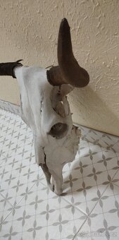 Stará velká trofej/lebka 50x67 cm. - 3