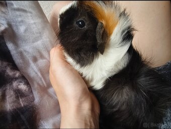 Morče rozeta, sameček - 3