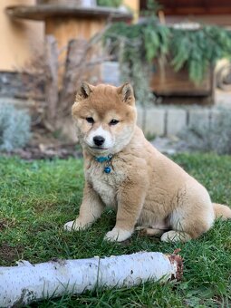 Shiba inu - 3