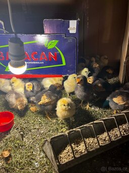 Kuřata - Hedvábnička a Forverka - 3