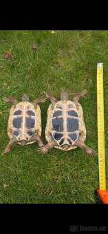 Želva - 3