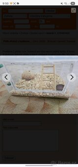 Plšík africký - 3