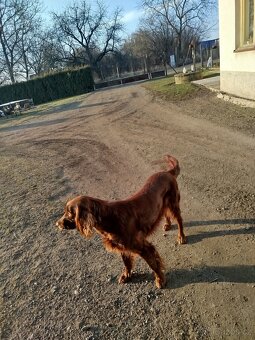 Štěňata irského setra - 3