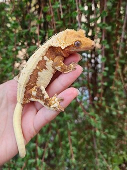 Dospělá LW samice - pagekon řasnatý / ciliatus - 3