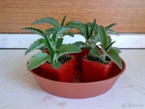 Madagaskarský ženšen - Kalanchoe daigremontiana - Sazeničky - 3