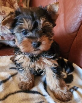 YORKSHÍRSKY TERRIER- - 3