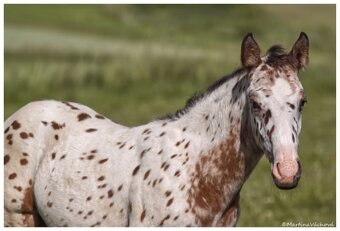 Appaloosa s PP- letošní hřebeček "Nio" na prodej - 3