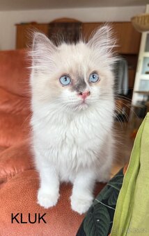 Ragdoll bez PP - 3
