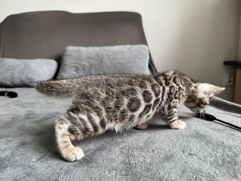 Bengalska kočka, koťatá s rodokmeňom - 3