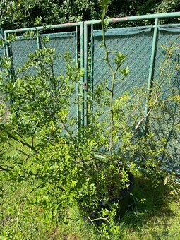 Poncirus Trifoliata, Citronečník trojlistý - 3