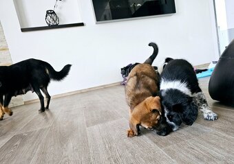 Štěňátka kříženci - 3