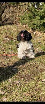 Biewer Jorkšírský teriér - 3