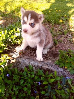 Sibírsky husky - 3