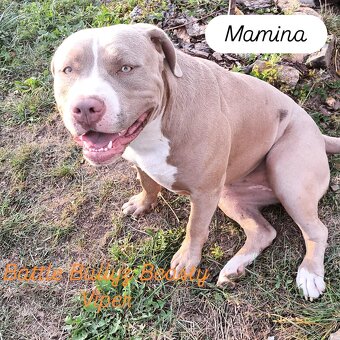 American Bully XL štěňata s PP - 3