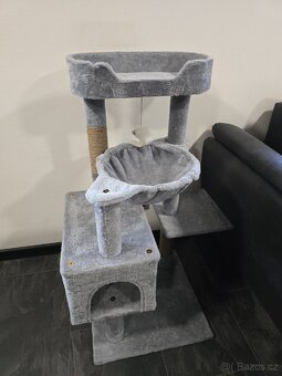 Kote sphynx - 3