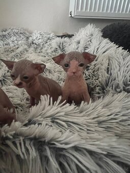 Kanadský Sphynx - 3