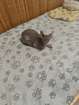 Sphyx - 3