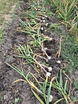 Český česnek  Slavin II - 3