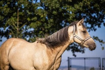 QH valášek 100% charakter - 3