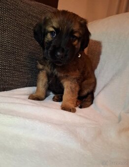 Stěně Jezevčík - 3