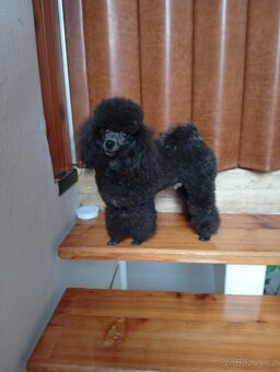 pudl toy černý - krytí - 3